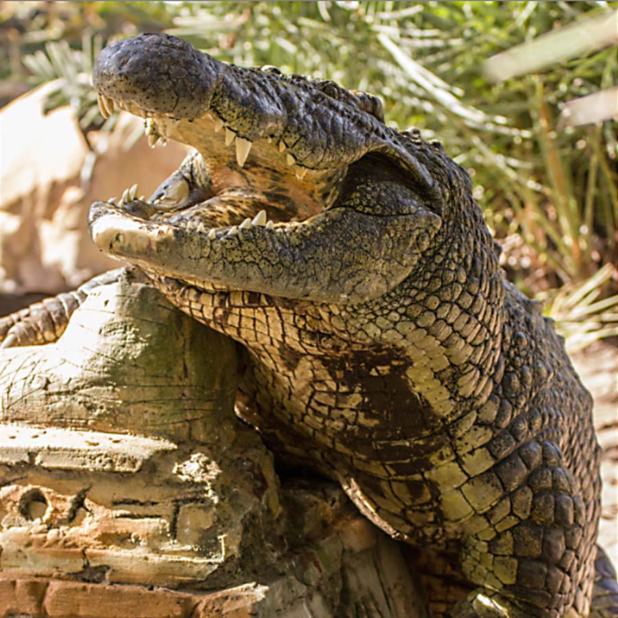 Crocodiles | Gatorland | Orlando Florida Family Adventure Theme Park