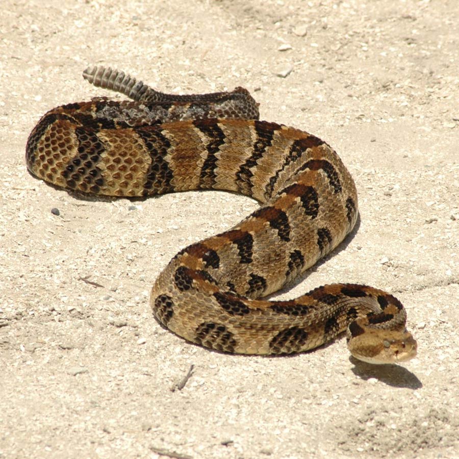 snake-1 Snakes | Gatorland | Orlando Florida Family Adventure Theme Park