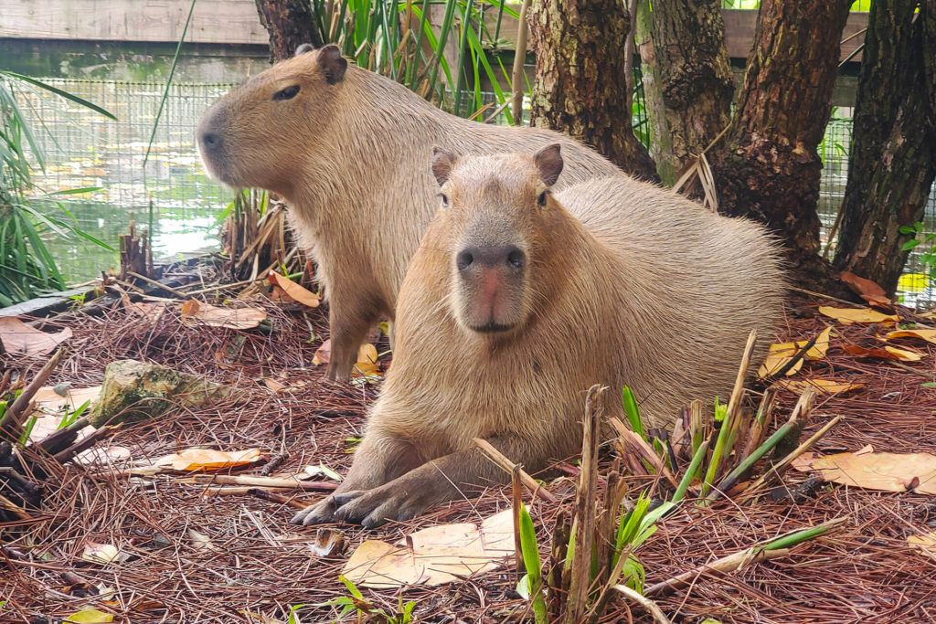 Capybara Ben & Jerry