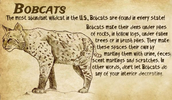 Bobcats exhibit sign