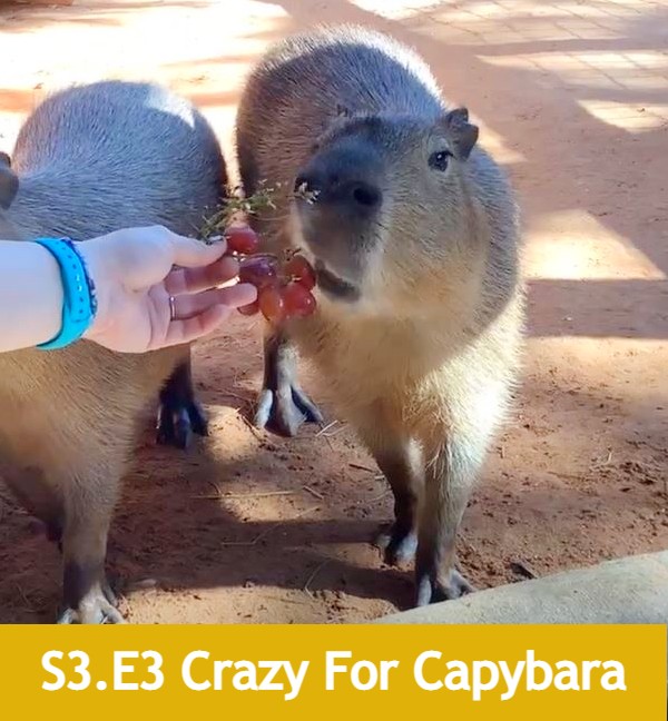 School of Croc Season 3 Episode 3 Crazy for Capybara