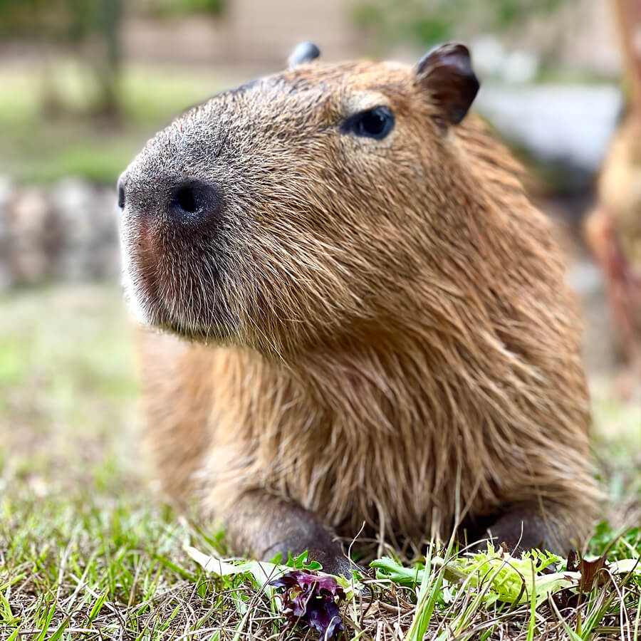 Capybara at Gatorland