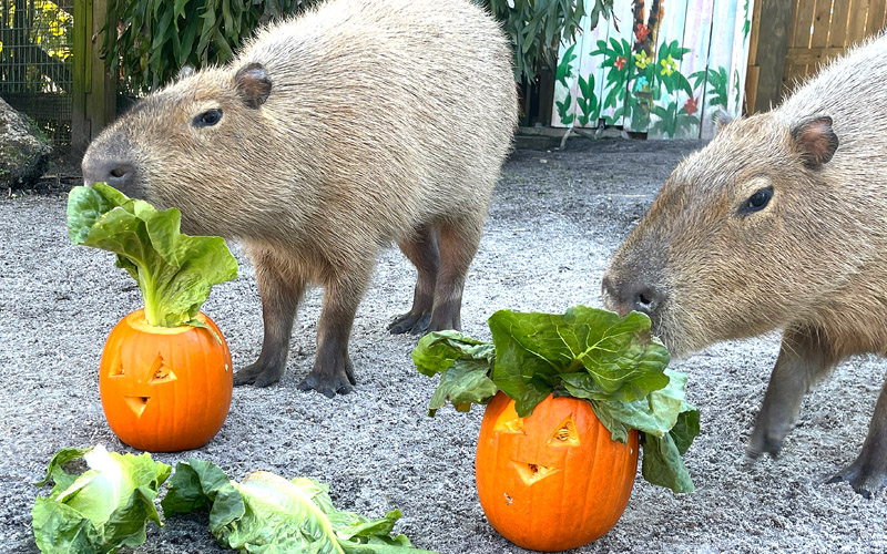 Capybaras Halloween