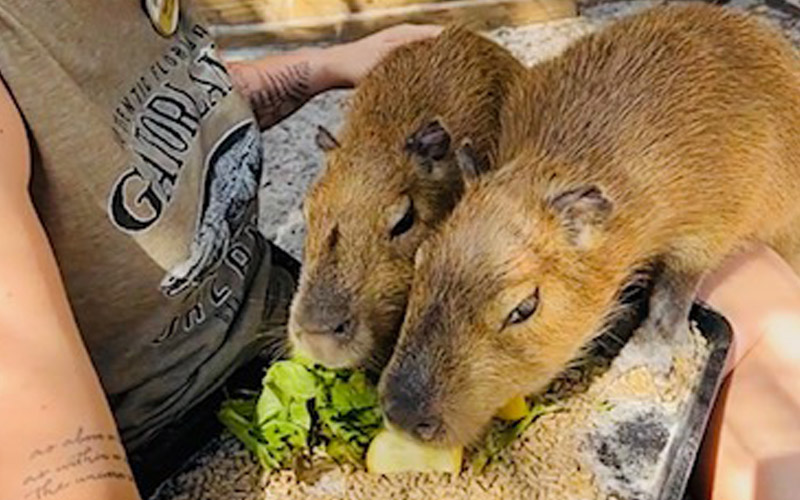 Capybaras eating