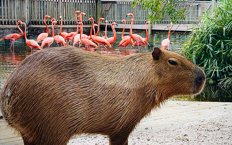 Capybara with Flamingoes