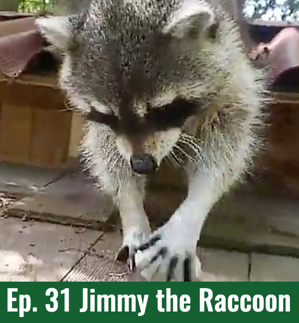 School of Croc Ep. 31 Jimmy the Raccoon
