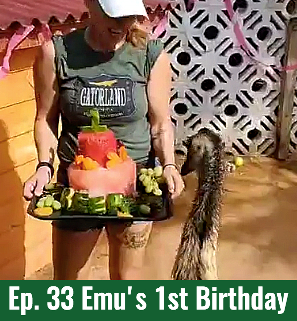 School of Croc Ep. 33 Beeper the emu's 1st Birthday
