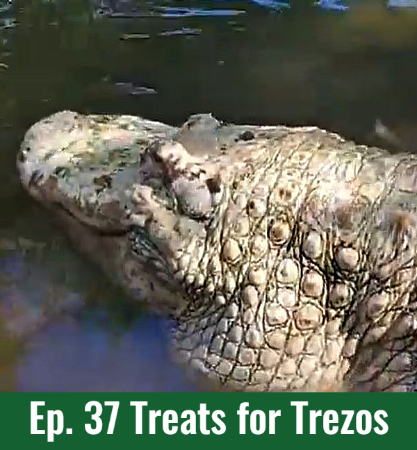 School of Croc Ep. 37 Treats for Trezos