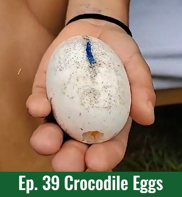 School of Croc Ep. 39 Crocodile Eggs