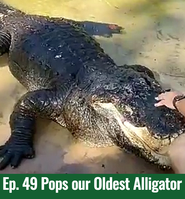 School of Croc Ep.49 Pops Gatorland's Oldest Alligator