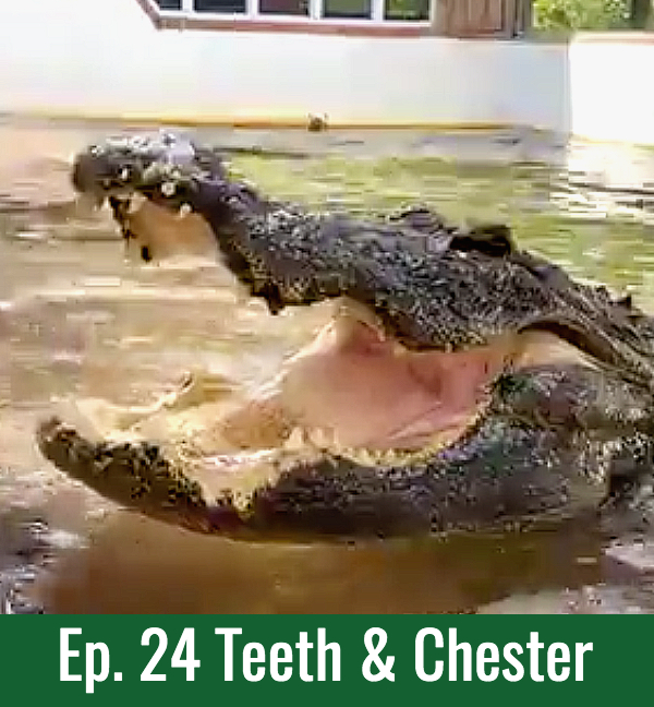School of Croc Ep. 24 Teeth & Chester