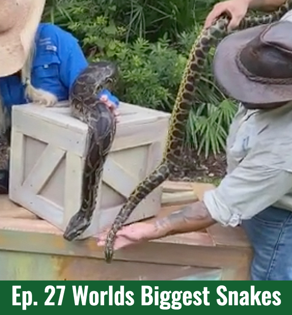 School of Croc Ep. 27 Biggest Snakes in the World