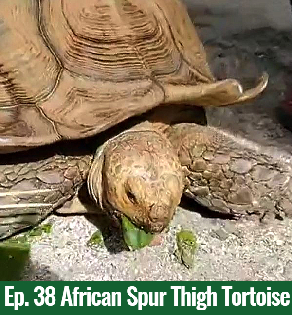 School of Croc Ep. 38 African Spur Thigh Tortoise