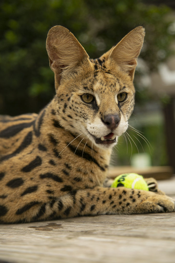 Jabari serval cat