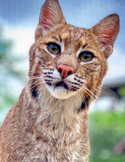 Wild Cats Gatorland