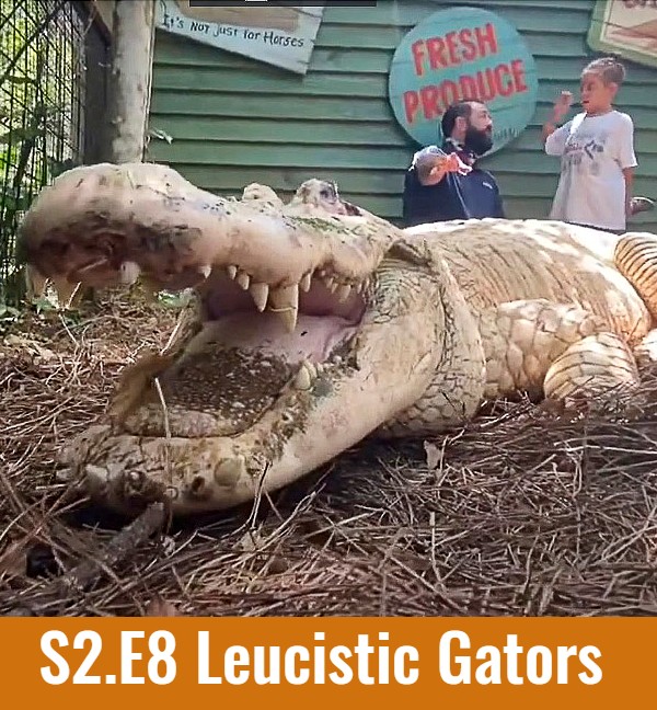 School of Croc S2.E8 Leucistic Alligators