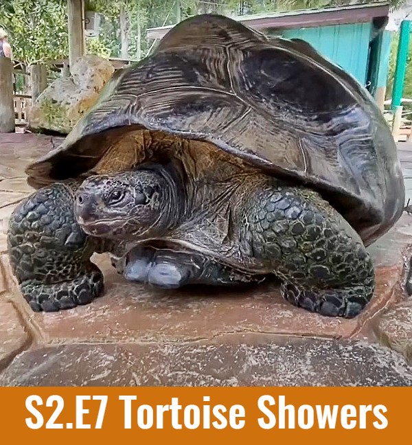 School of Croc S2.E7 Tortoise Showers