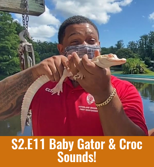 S2.E11 Baby Gator and Croc Sounds