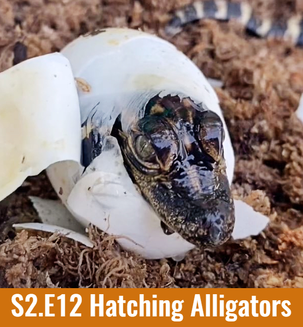 S2.E12 Hatching Alligators