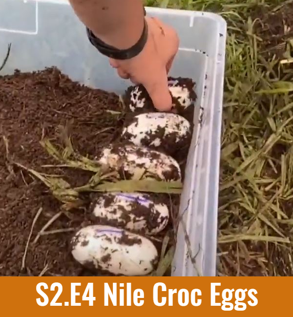School of Croc S2.E4 Nile Crocodile Eggs