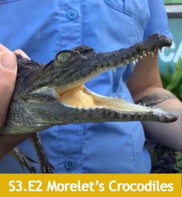 School of Croc Season 3 Episode 2 Morelet's crocodile