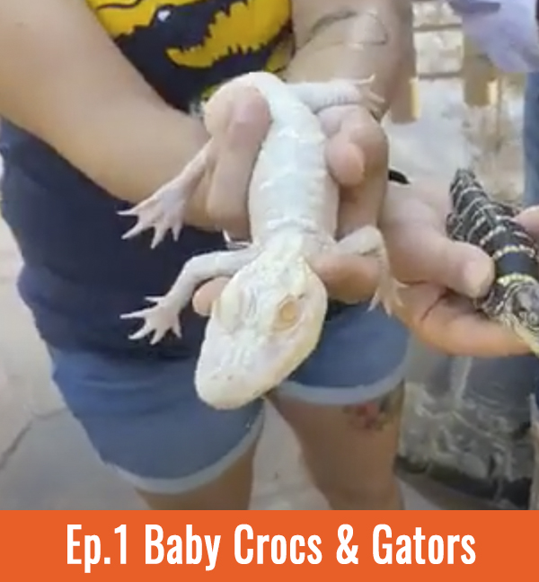 Ep.1 - Baby Crocs & Gators
