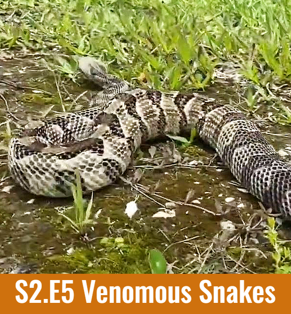 School of Croc S2.E5 Venomous Snakes