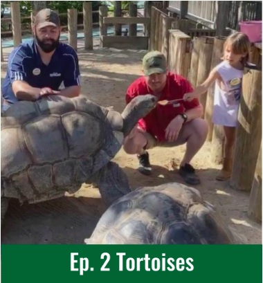 Ep.2 - Tortoise