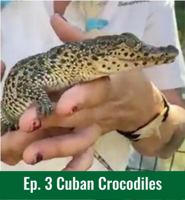 Ep.3 - Cuban Crocodiles