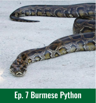 Ep.7 - Burmese Python
