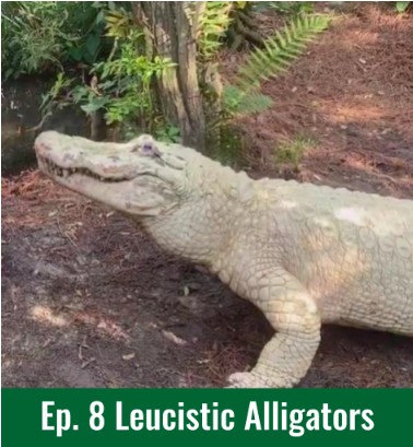 Ep.8 - Leucistic Alligators