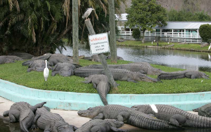 Alligators | Gatorland | Orlando Florida Family Adventure Theme Park