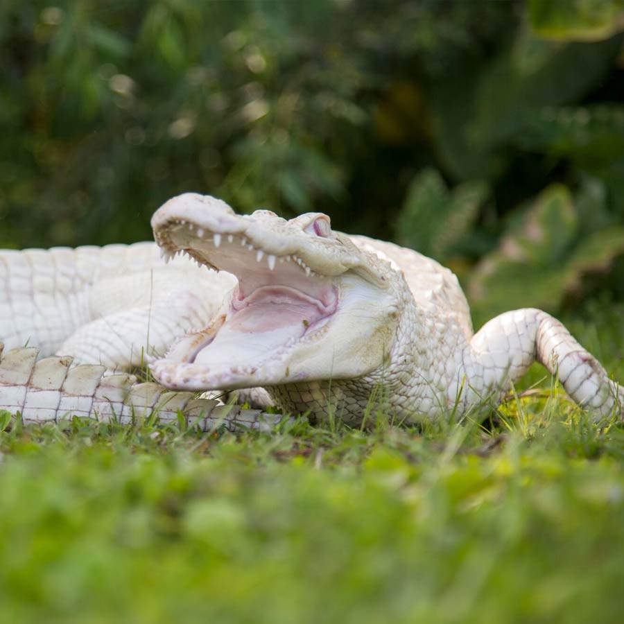Albino Alligator | Gatorland | Orlando Florida Family Adventure Theme Park