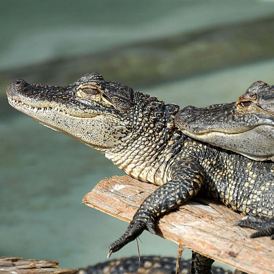 Alligators | Gatorland | Orlando Florida Family Adventure Theme Park