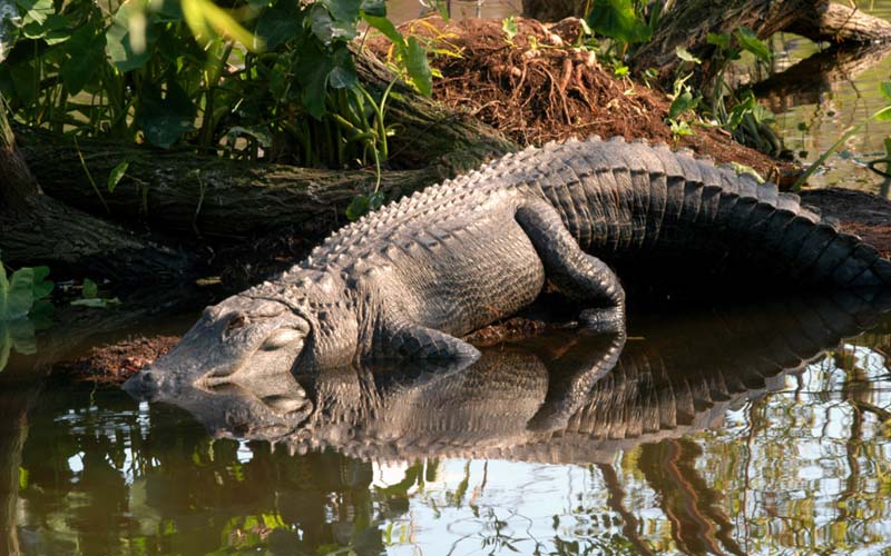 Alligators | Gatorland | Orlando Florida Family Adventure Theme Park