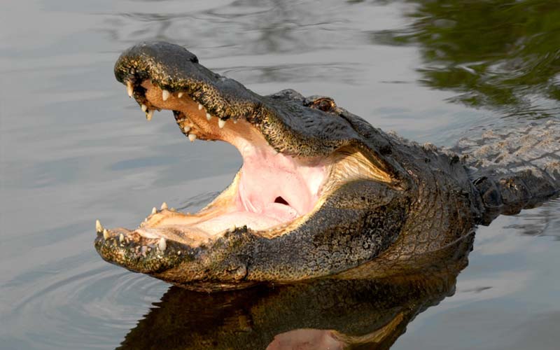 Alligators | Gatorland | Orlando Florida Family Adventure Theme Park