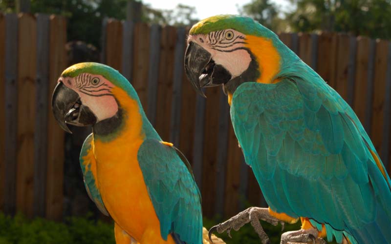 Birds | Gatorland | Orlando Florida Family Adventure Theme Park