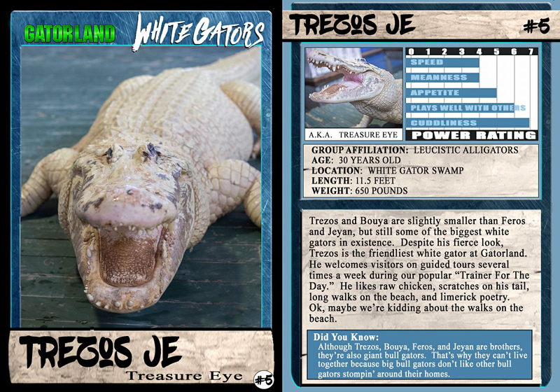 Trezo Je | White Gator Trading Cards | Gatorland | Orlando Florida Family Adventure Theme Park