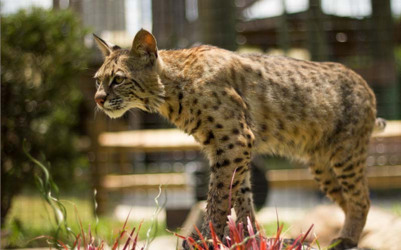 Cats | Gatorland | Orlando Florida Family Adventure Theme Park