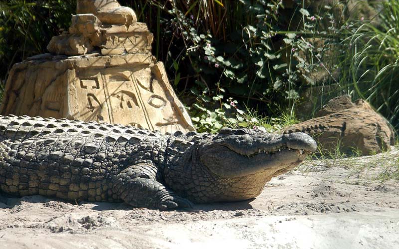 Crocodiles | Gatorland | Orlando Florida Family Adventure Theme Park