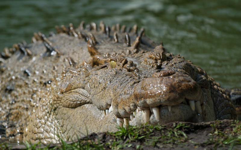 Crocodiles | Gatorland | Orlando Florida Family Adventure Theme Park