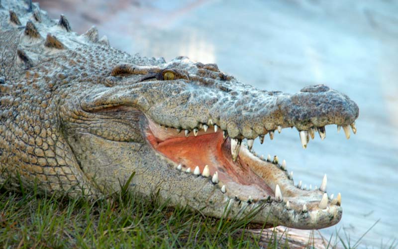 Crocodiles | Gatorland | Orlando Florida Family Adventure Theme Park