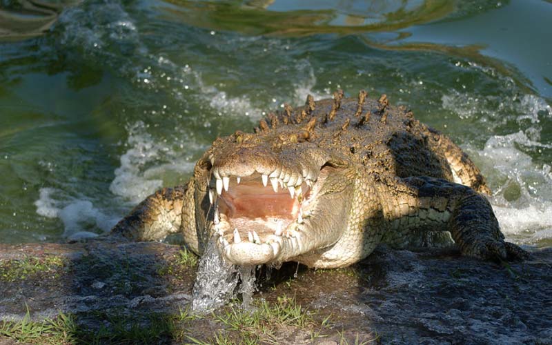 Crocodiles | Gatorland | Orlando Florida Family Adventure Theme Park