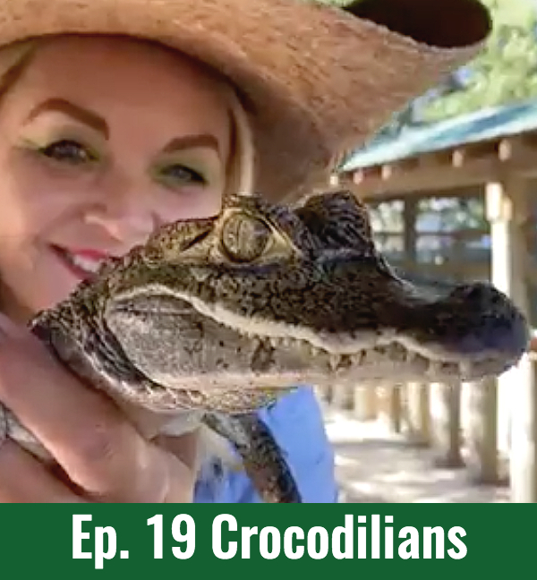 School of Croc Ep. 19 Crocodilians