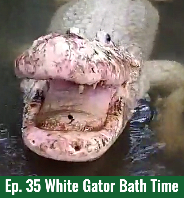 School of Croc Ep. 35 White Gator Bath Time