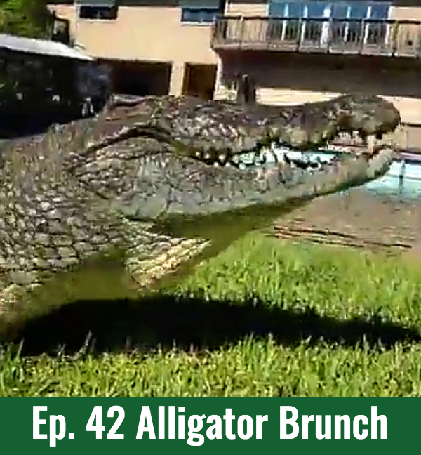 School of Croc Ep. 42 Alligator Brunch