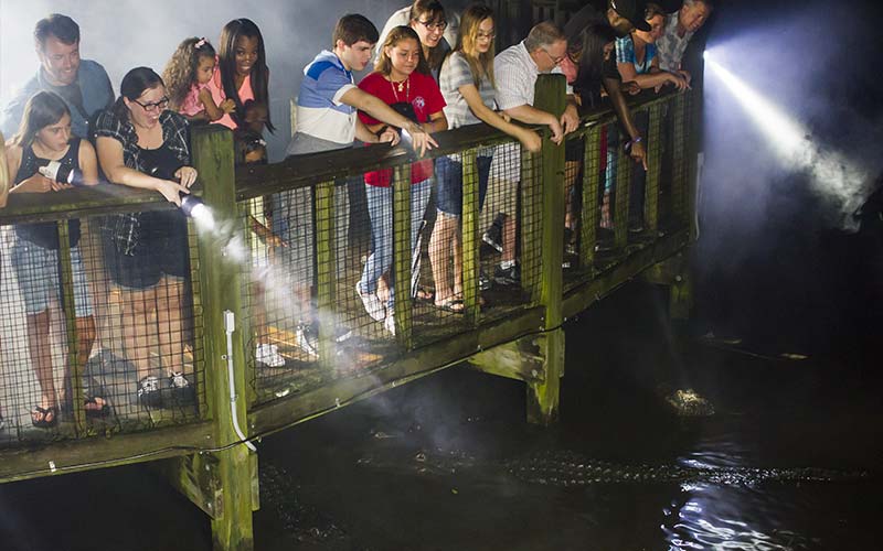 Gator Night Shine | Gatorland | Orlando Florida Family Adventure Theme Park