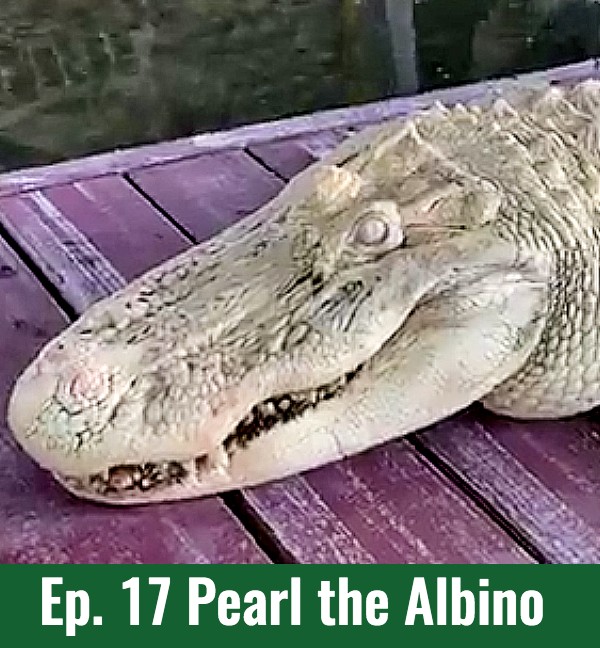 Ep. 17 Pearl the Albino Gator