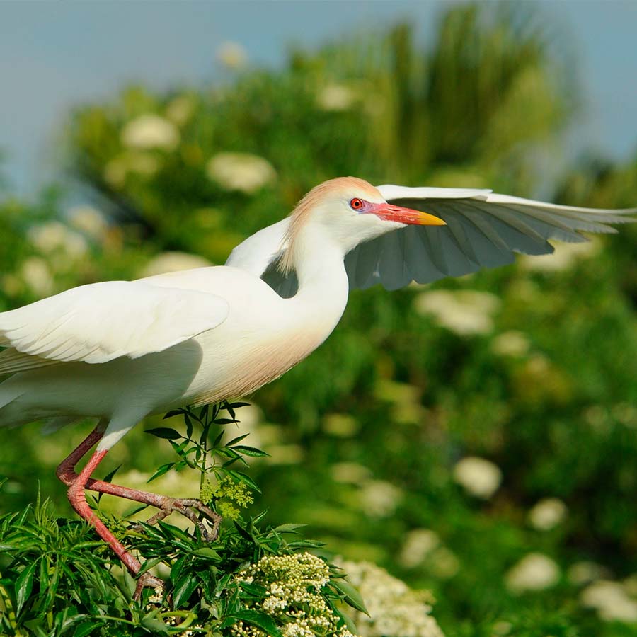 photo-pass-bird Photo Pass