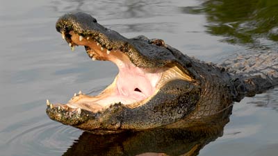 Alligators | Gatorland | Orlando Florida Family Adventure Theme Park